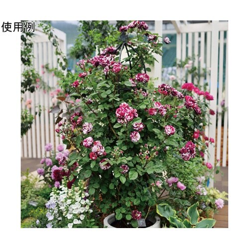 �f�|�����������@�I�x���X�N