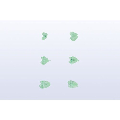 �����@�؂̗t