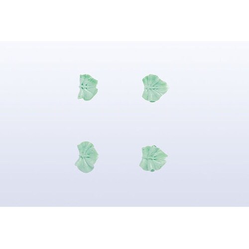 �����@�؂̗t