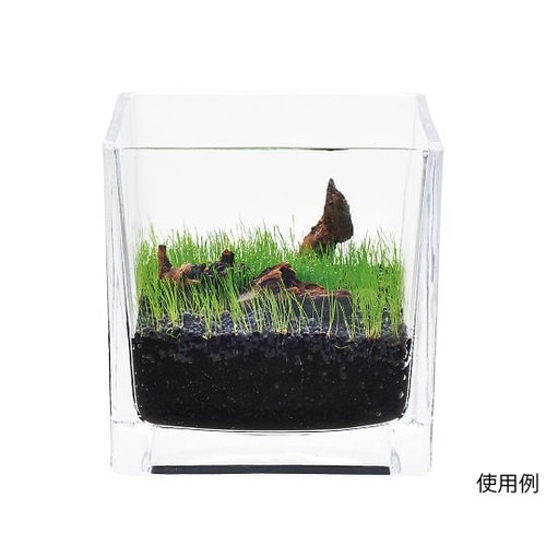 育てる水草の種 ストレートヘアー&流木・ロック