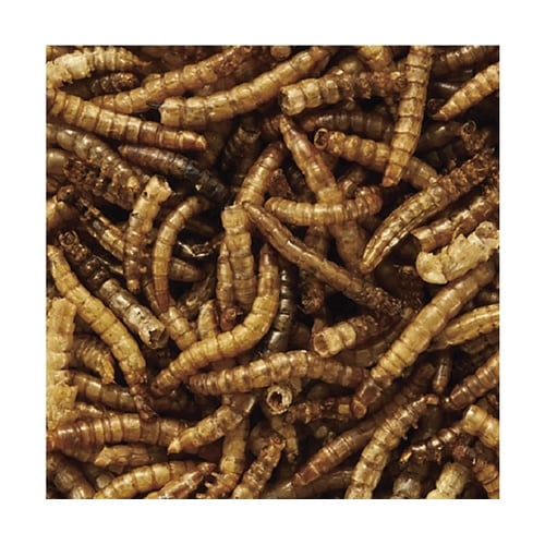虫グルメ ミルワーム