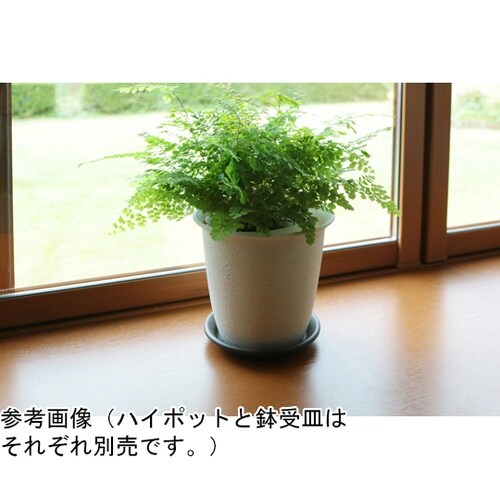 セレナハイポット