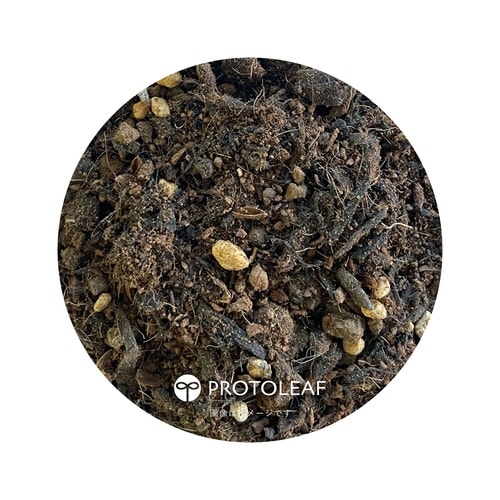 クレマチスの土