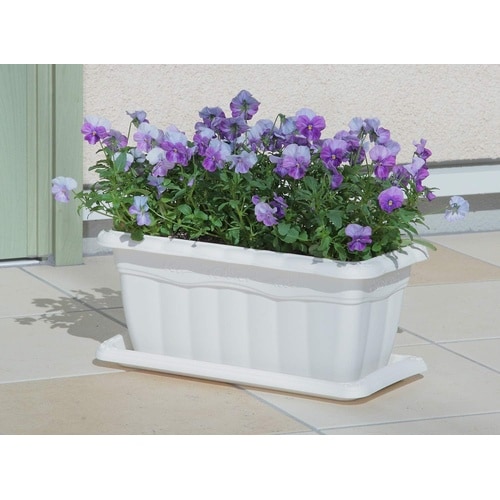 クイーンプランター