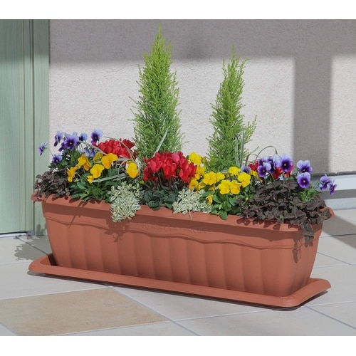 クイーンプランター