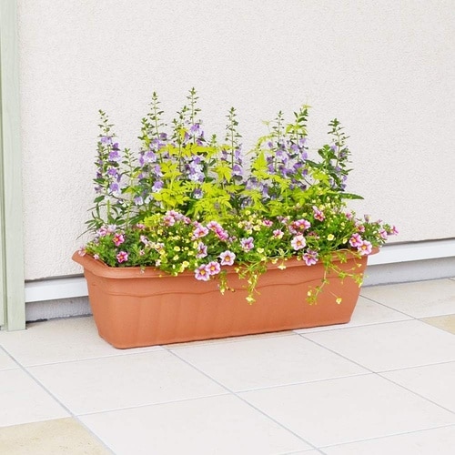 クイーンプランター