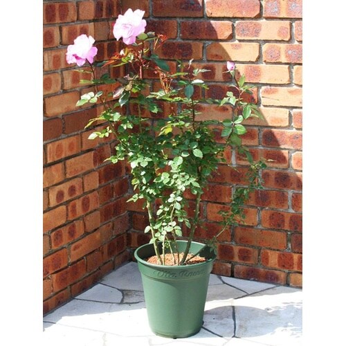 ロゼアポット グリーン