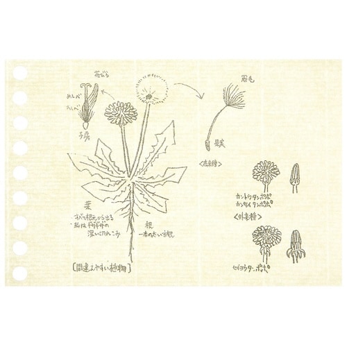 マルマンミニサイズリーフ