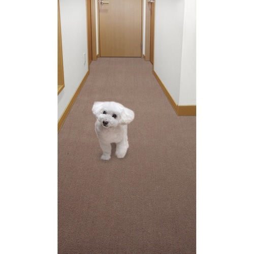 ペットマット ペット用 床保護マット 60×240cm