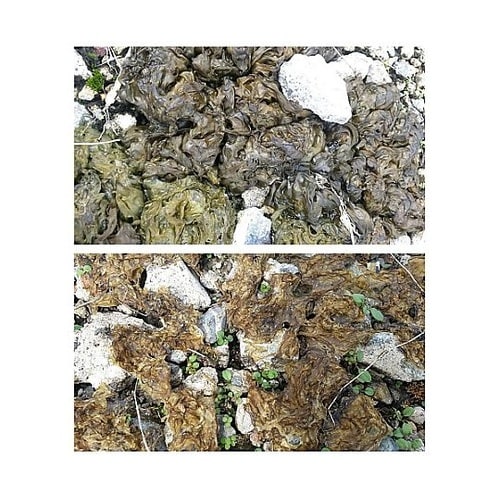 �R�P���܁i�Z�k�^�C�v�j