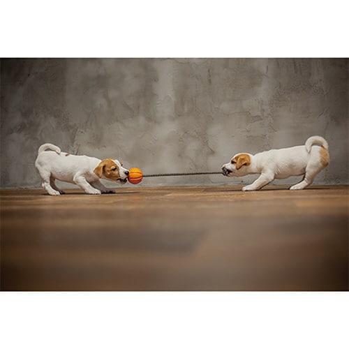 �k�h�j�d�q�@�b�n�q�c