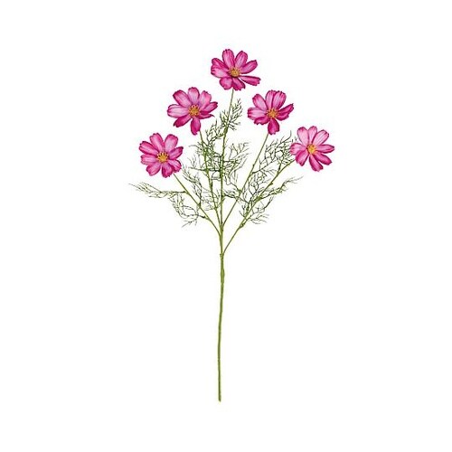 �T�e���R�X���X�X�v���[�V�O�����i���ԁj