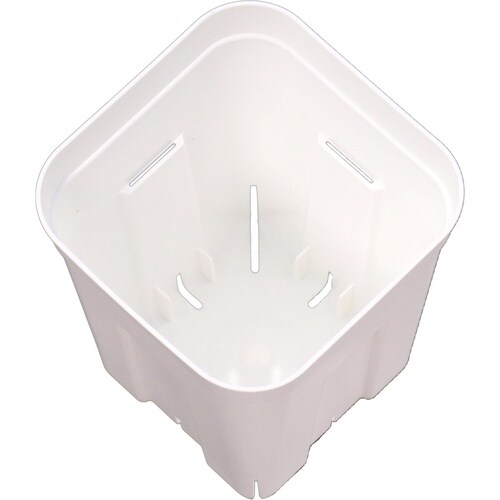 �v���X�e���@�T�g�@�z���C�g