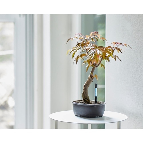 �T�X�e�B�[�@�V���O���p�b�N�@�b�|�O�O