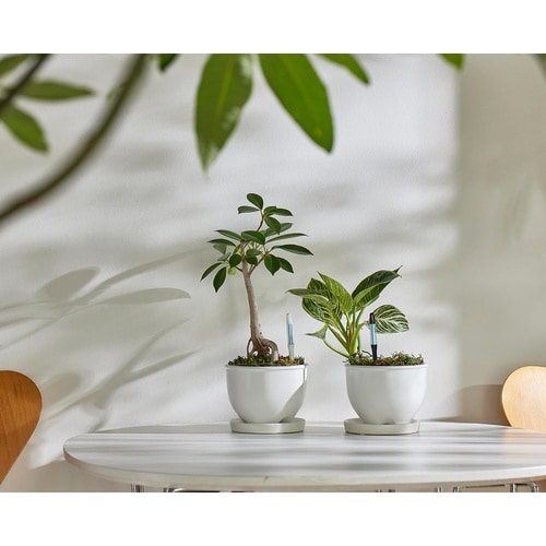 �T�X�e�B�[�@�V���O���p�b�N�@�b�|�O�O