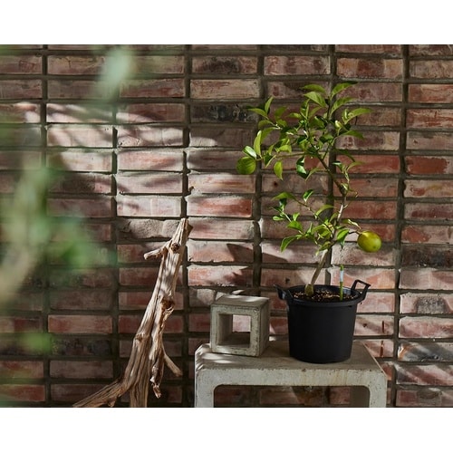 �T�X�e�B�[�@�V���O���p�b�N�@�b�|�O�O