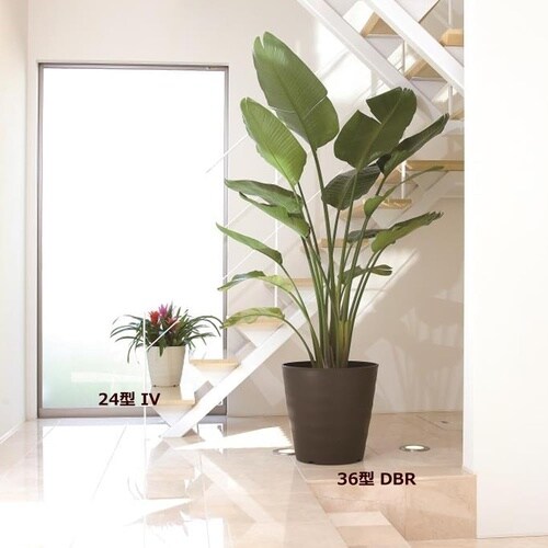 �t���O���[�|�b�g