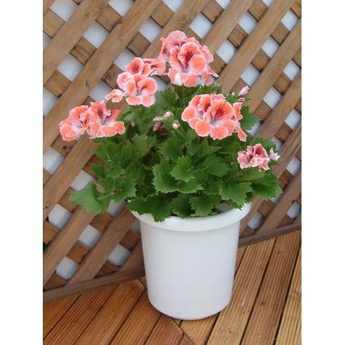 �����e�^