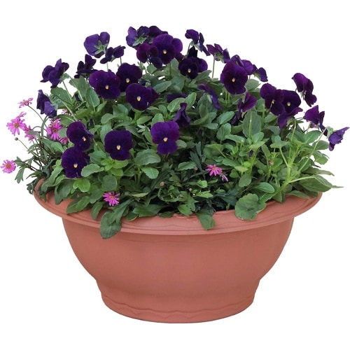 �N�C�[���{�[��