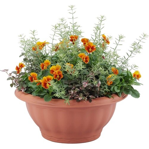 �N�C�[���{�[��