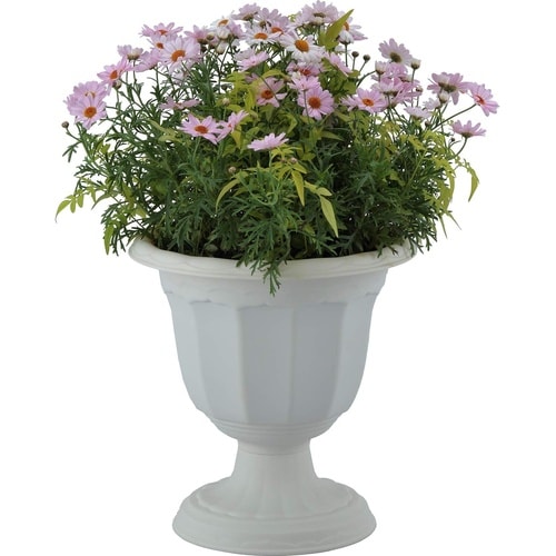 �N�C�[���J�b�v