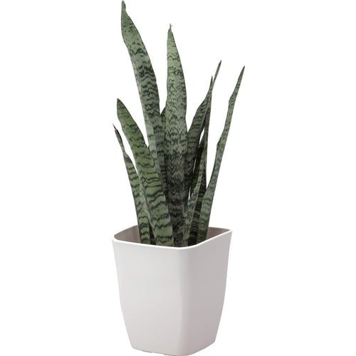 �A�g���G�@�X�N�G�A