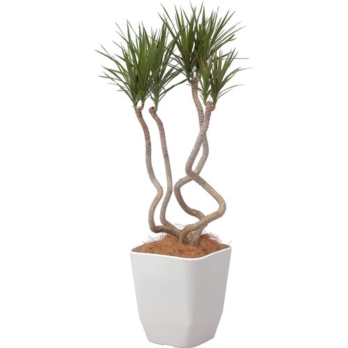 �A�g���G�@�X�N�G�A