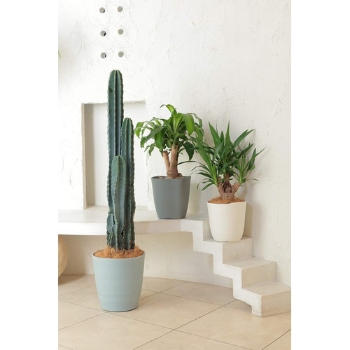 �A�g���G�@�X�N�G�A