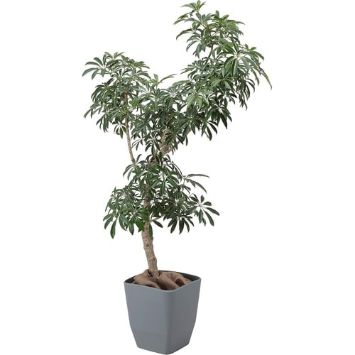 �A�g���G�@�X�N�G�A