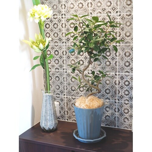 �O���X�|�b�g