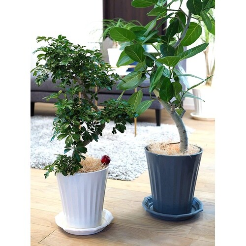 �O���X�|�b�g