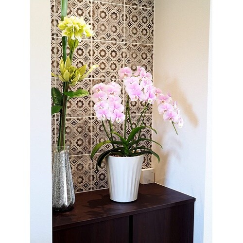 �O���X�|�b�g