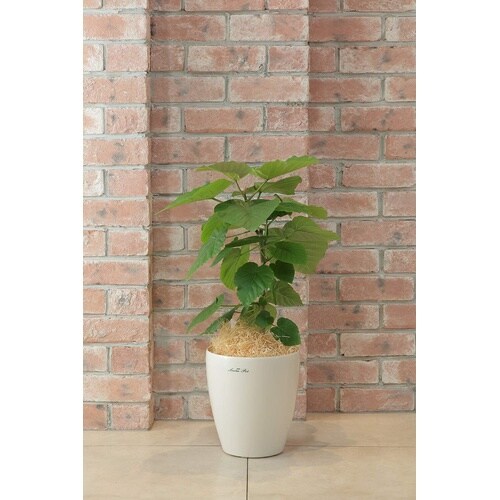 ���X�^�[�|�b�g�@�z���C�g