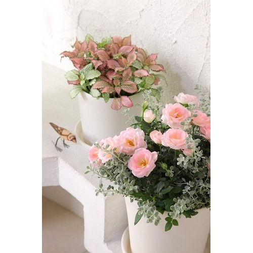 �R�e�B�|�b�g�@�z���C�g