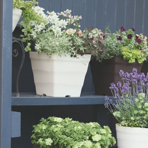 �N���t�g�X�N�G�A