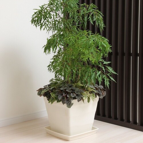 �N���t�g�X�N�G�A