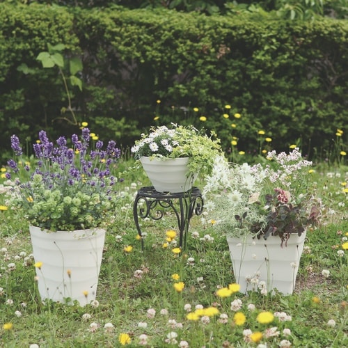 �N���t�g�{�[��