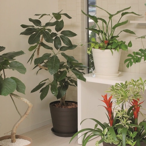 �N���t�g�|�b�g