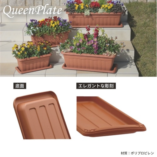 �N�C�[���v���[�g