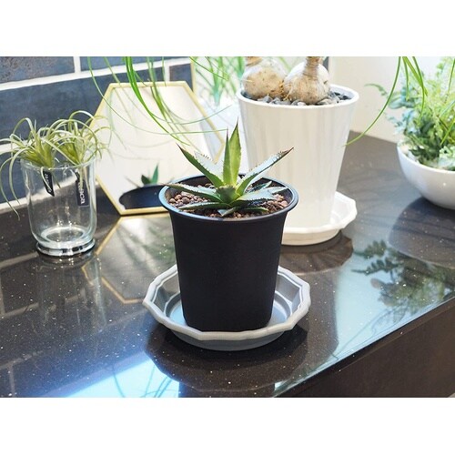 �X�^�C���v���[�g�@�_�[�N�O���[