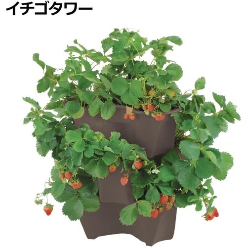 �n�[�x���[�|�b�g�@�_�[�N�u���E��