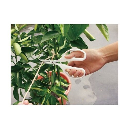 �N���t�g�`���L