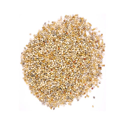 �y�b�g�v���@�����̂��͂�@��t