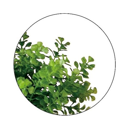 ���t�F�C�N�O���[���@���E���h�|�b�g