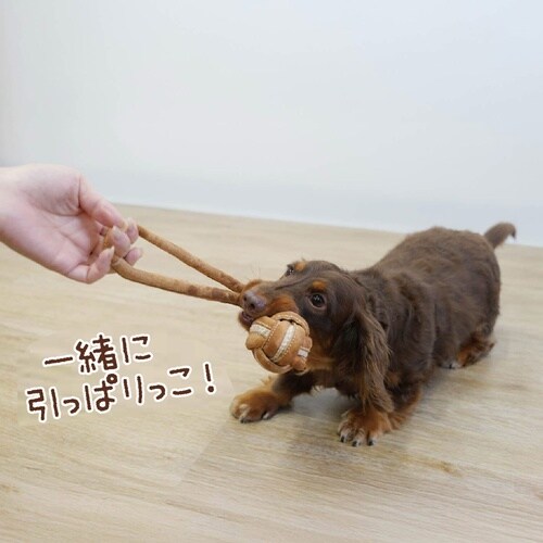 ���v�����[�v�g�C�{�[��