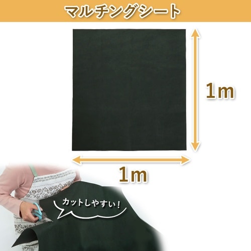 ���|�p�h���V�[�g