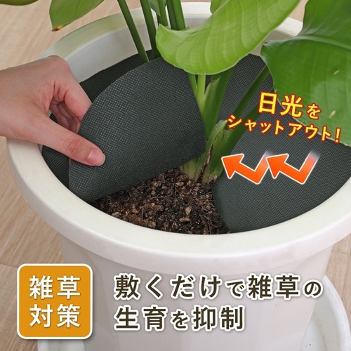 ���|�p�h���V�[�g