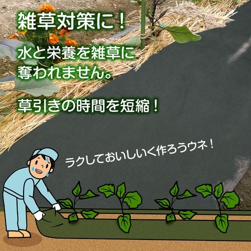 ���|�p�h���V�[�g