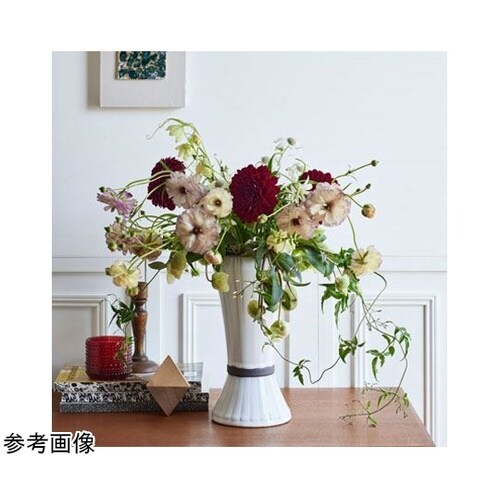 �k�����������i���C�[�Y�j�A���e�B�[�N�z���C�g