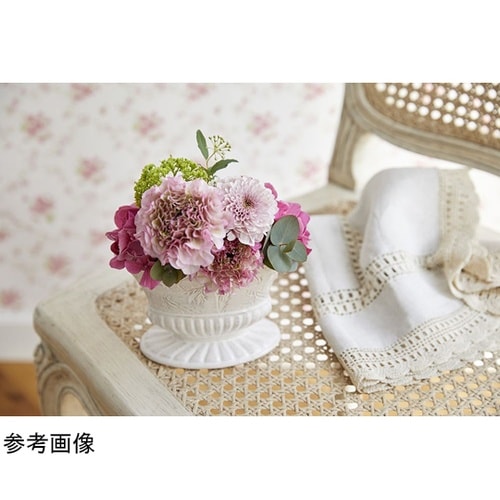 �q�������������i���}�[�W���j�z���C�g